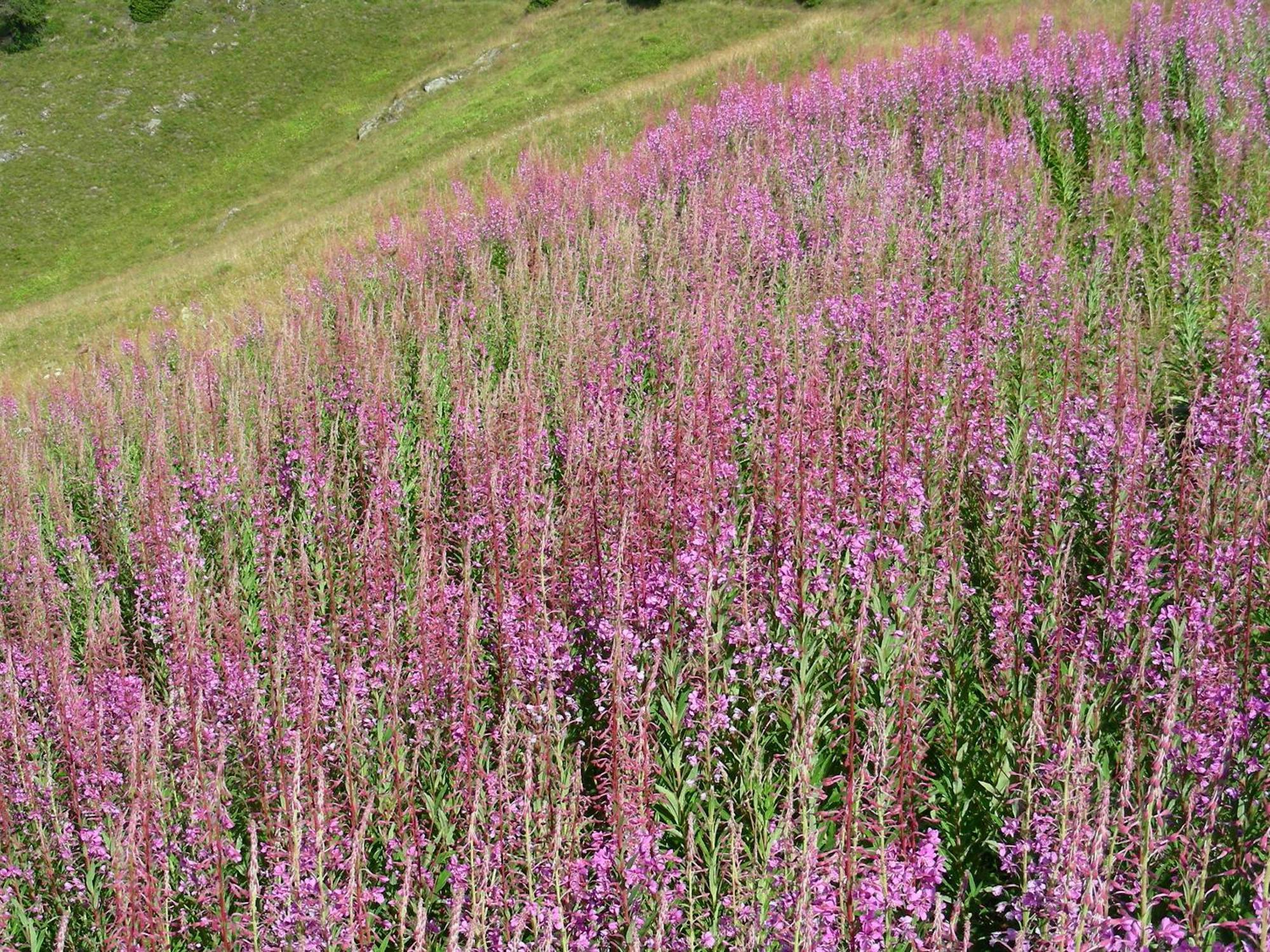 Villetta Val Di Sole 코메차두라 외부 사진