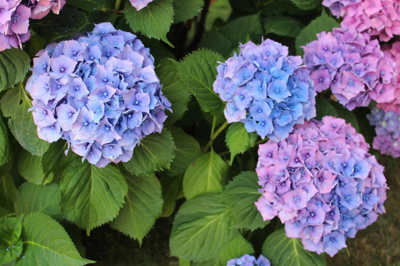 Villetta Val Di Sole 코메차두라 외부 사진